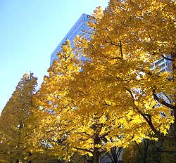市内の街路樹もきれいに黄葉しました (川崎市役所通り。Sさん提供)