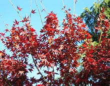 道端の紅葉もきれいです (2008.12.12 川崎市内)